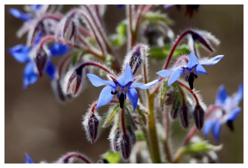Borage Borago Officinalis Cucumber Kukumerkraut