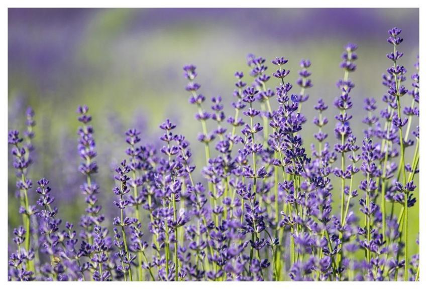 Lavender Nature Purple Flower Wallpaper
