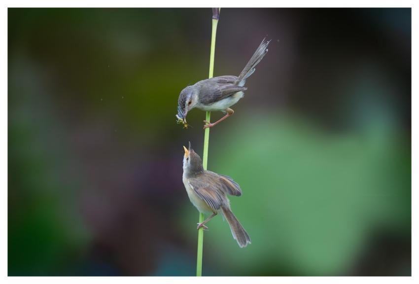 Birds Wildlife Ornithology Animals