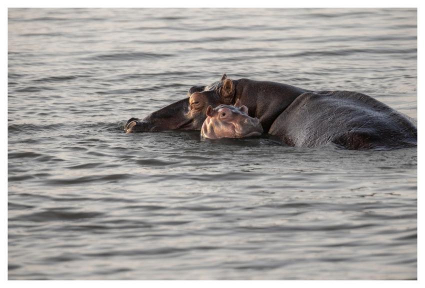Hippopotamus Hippo Baby Hippo Wildlife