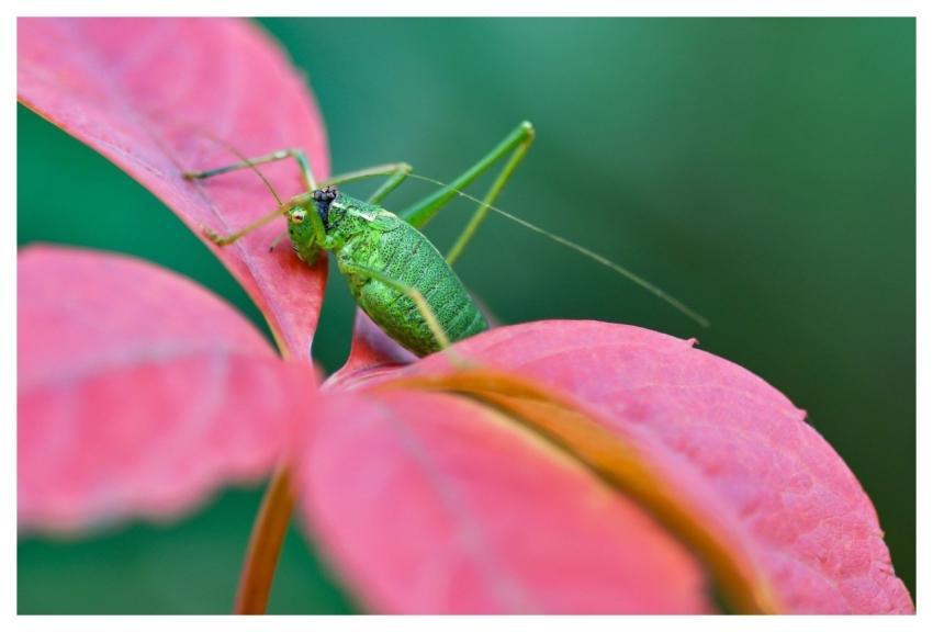 Grasshopper Insect Macro Sheets