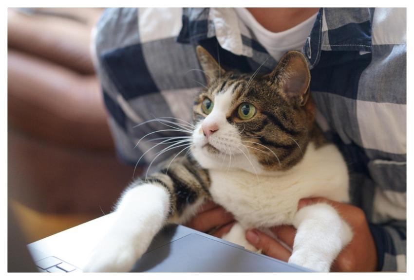 Cat Work Technology Pet