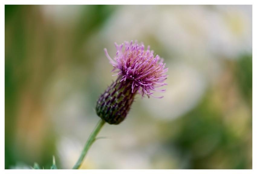 Thistle Wildflower Bloom Nature