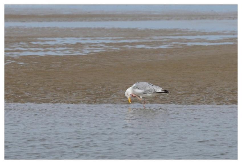 Gull Beach Wing Nature