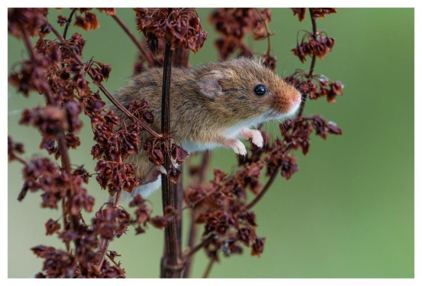 Nature Wildlife Mammal Fauna