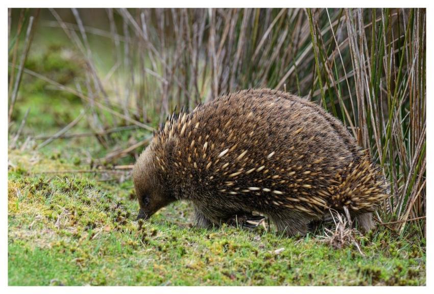 Echidna Short-Beaked Echidna Monotreme Mammal