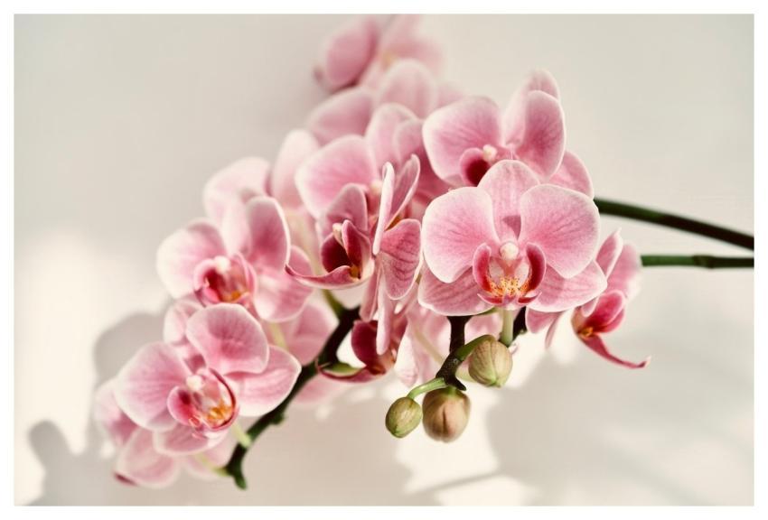 Moth Orchid Flower Nature Bloom