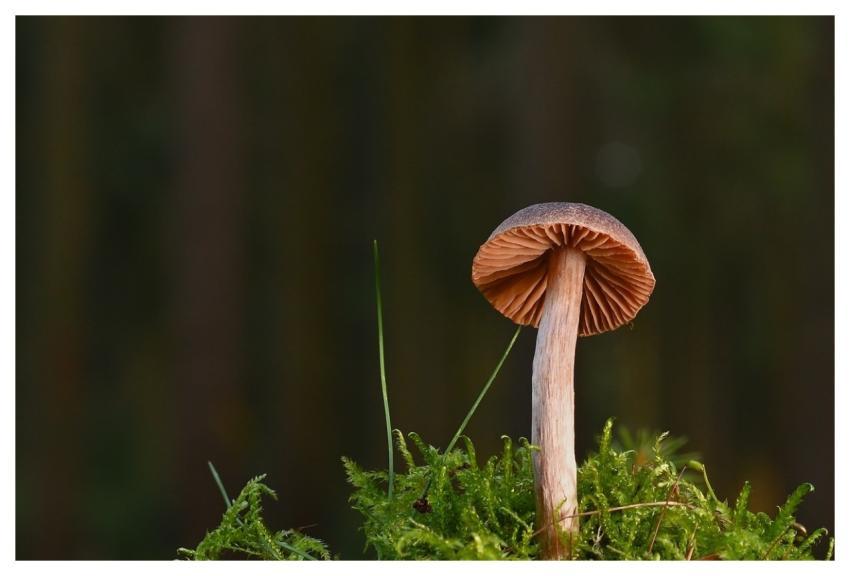 Mushroom Forest Moss Gills