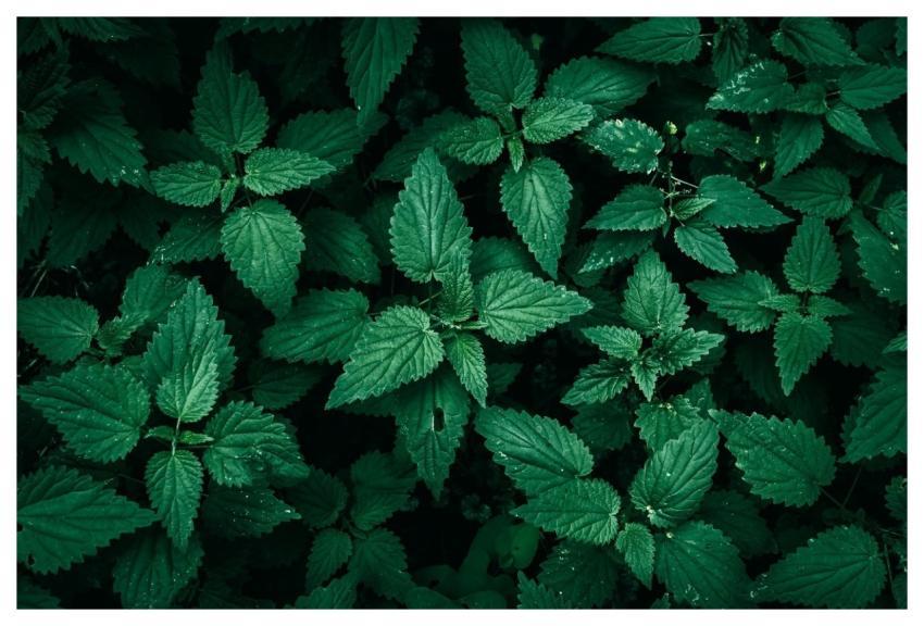 Common Nettle Green Leaves Dark Green Free Wallpap
