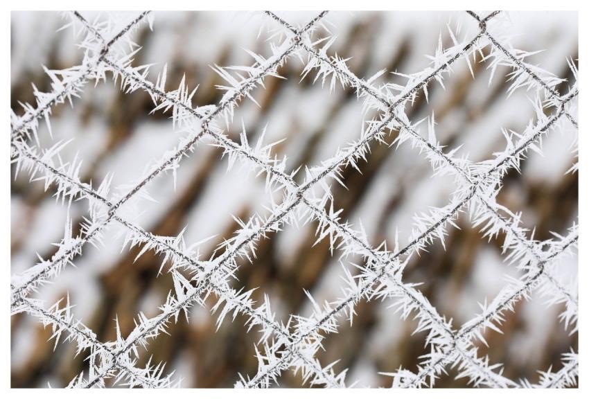Hoarfrost Frost Frozen Winter
