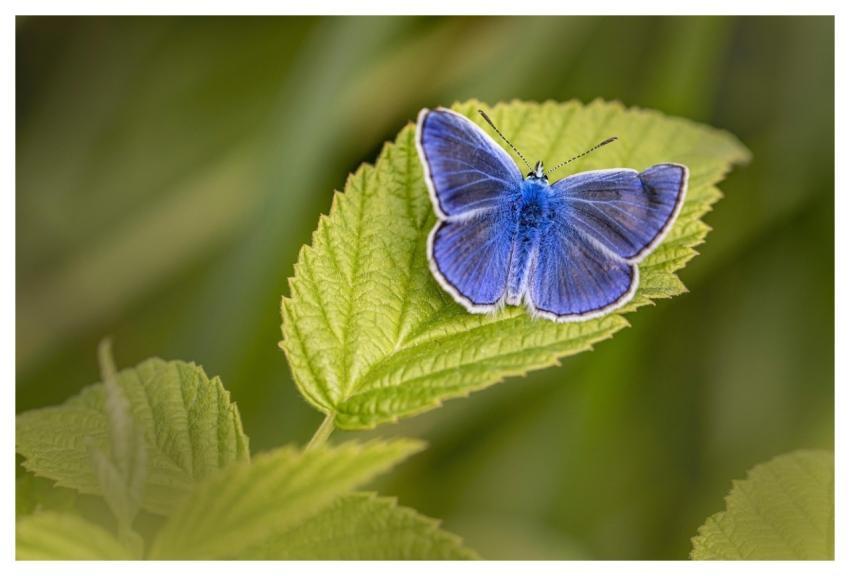 Common Blue Butterfly Insect Polyommatus Icarus