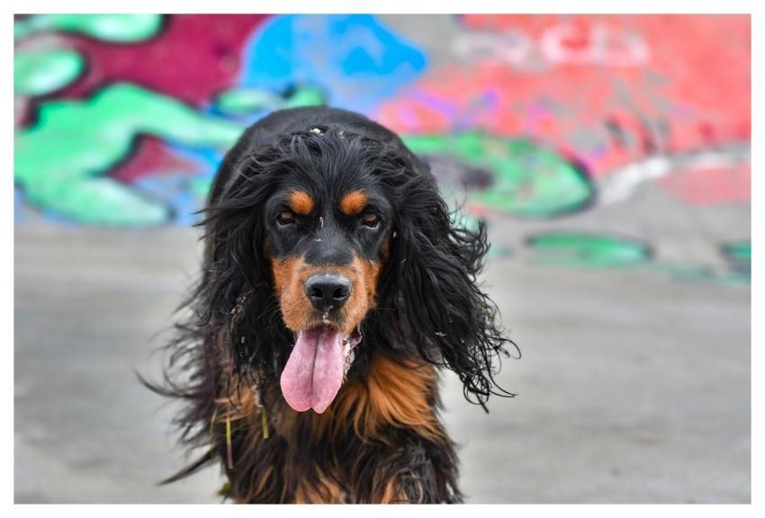 Dog Setter Gordon Animal