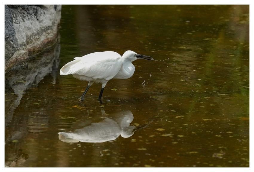 Heron Little Egret Bird Nature