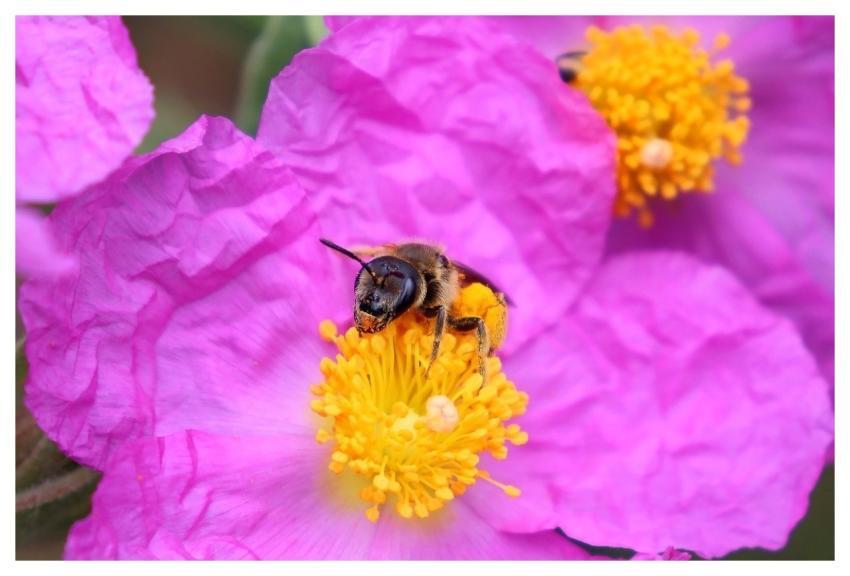 Bee Insect Pollination Flower