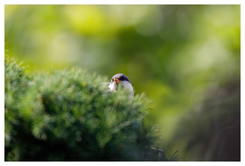 Nature Spring Bird Green