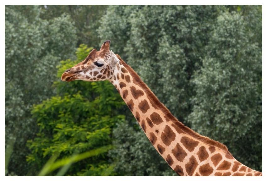 Zoo Giraffe Animal Wildlife