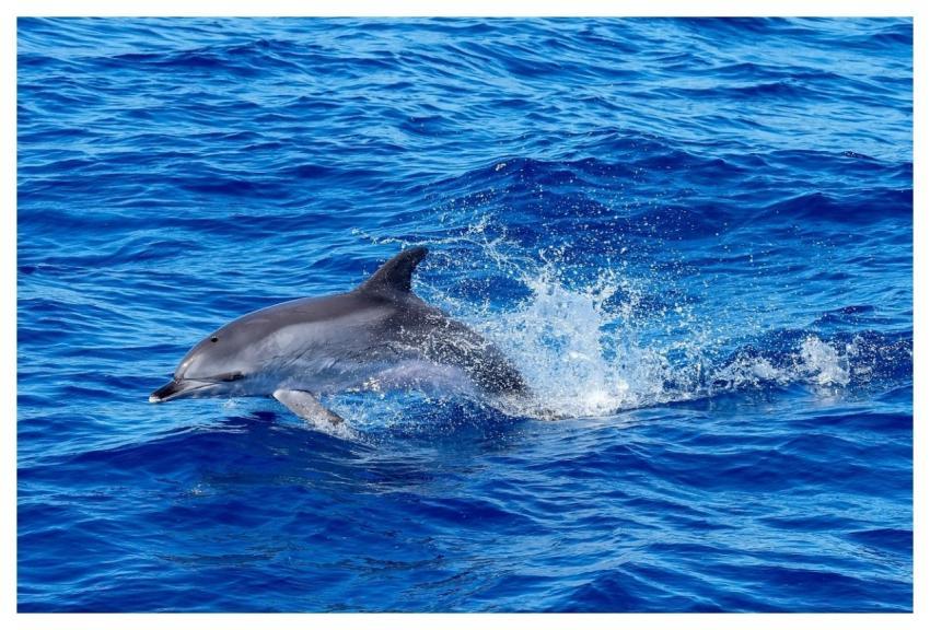 Dolphin Leap Nature Sea