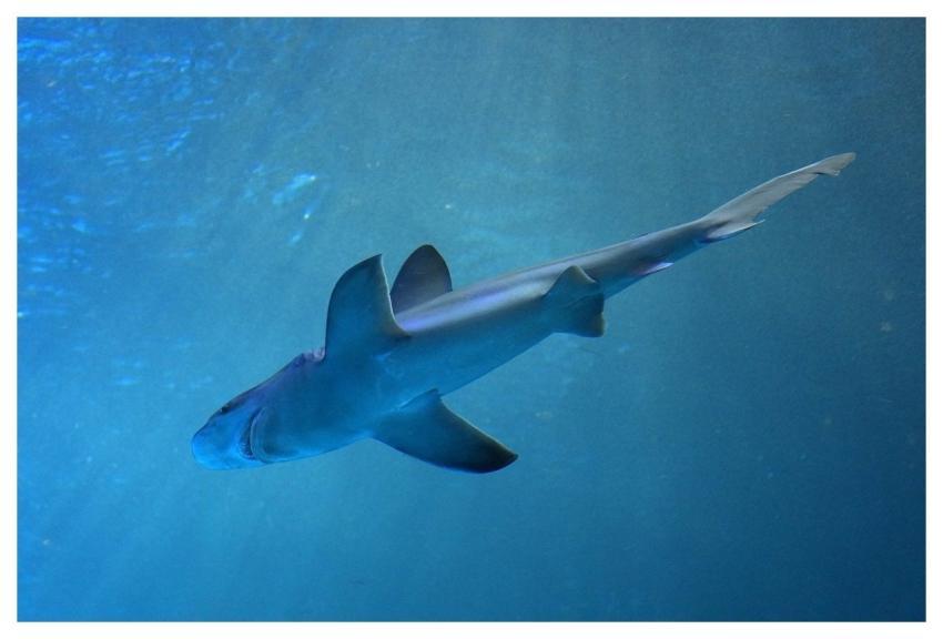 Shark Nature Aquarium Fish