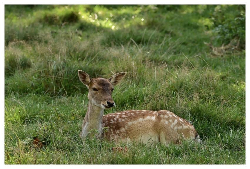 Deer Meadow Nature Mammal