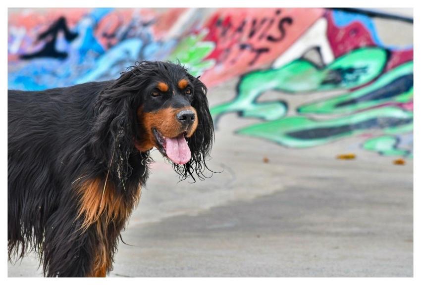 Dog Setter Gordon Animal