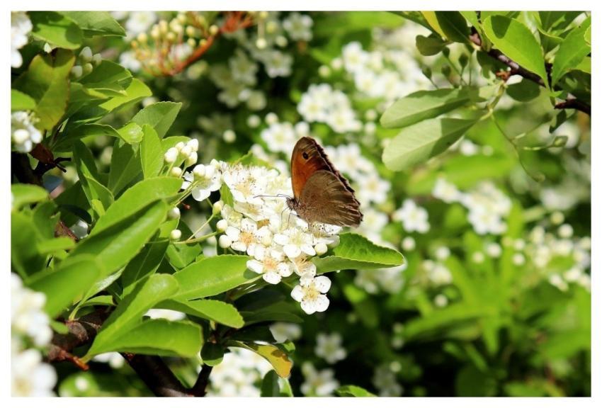 Butterfly Nature Flower Garden