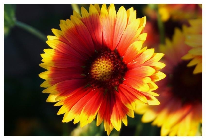 Flower Blanket Flower Orange Flower Cereal