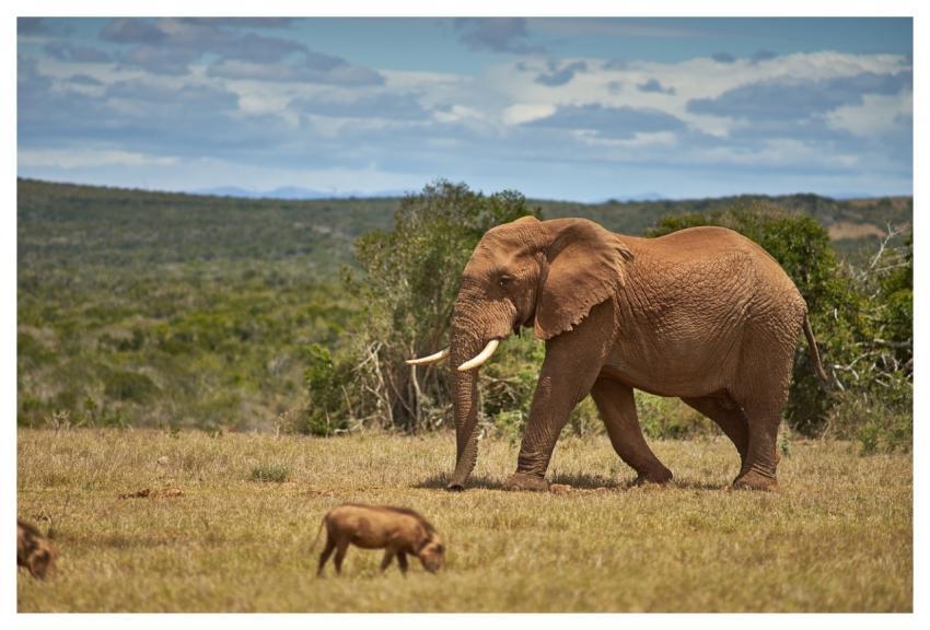 Elephant Nature Warthog Bushland
