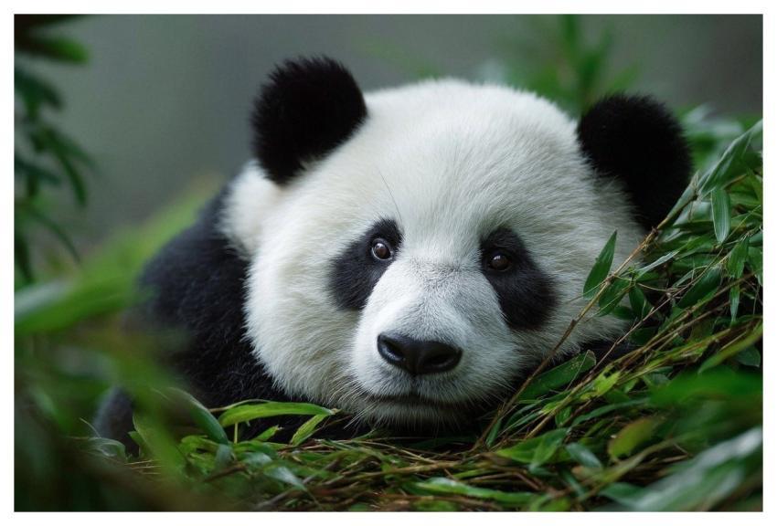 Panda Bear Bamboo Animal