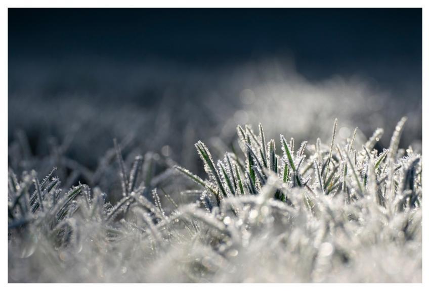 Icing Grass Morning Frost Cold