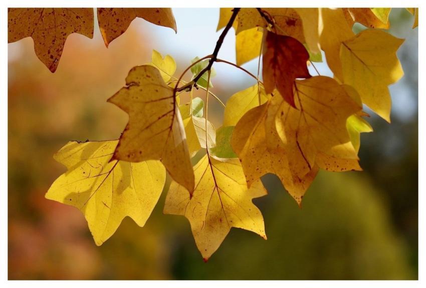 Yellow Leaves Autumn Nature Season