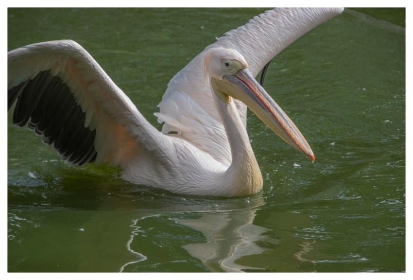 Pelican Bird Animal Feathers