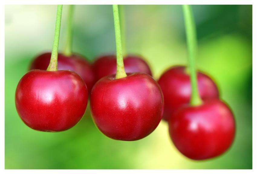 Cherries Fruit Food Bio