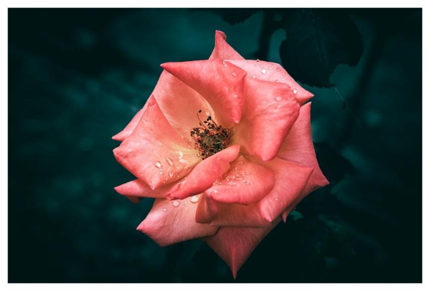 Rose Wallpaper 4K Free Background Full Hd Wallpape