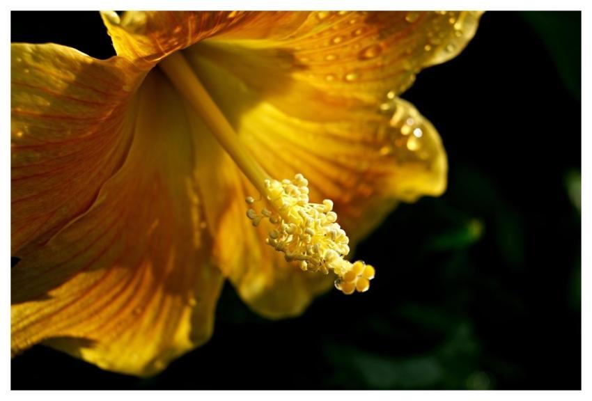 Hibiscus Yellow Hibiscus Yellow Flower Nature