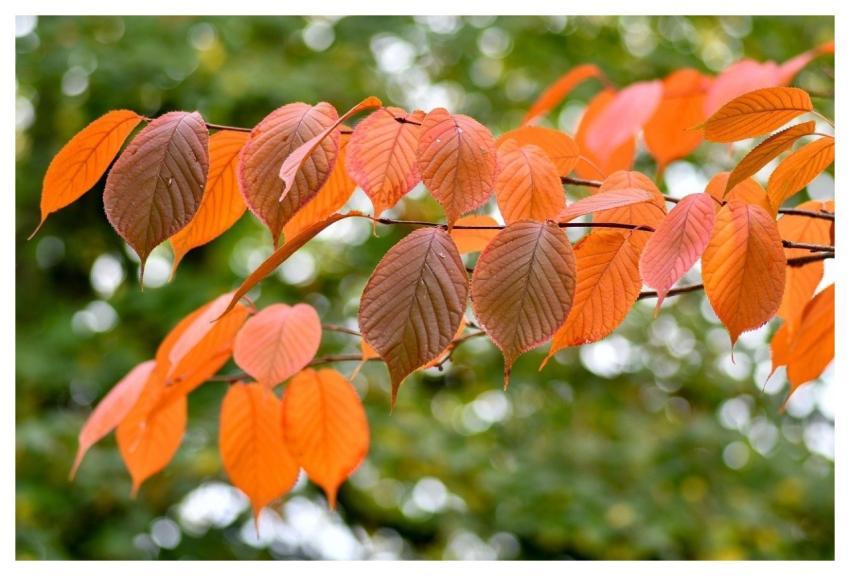 Sheets Fall Foliage Plugged