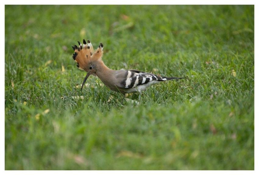 Hoopoe Nature Bird Animal
