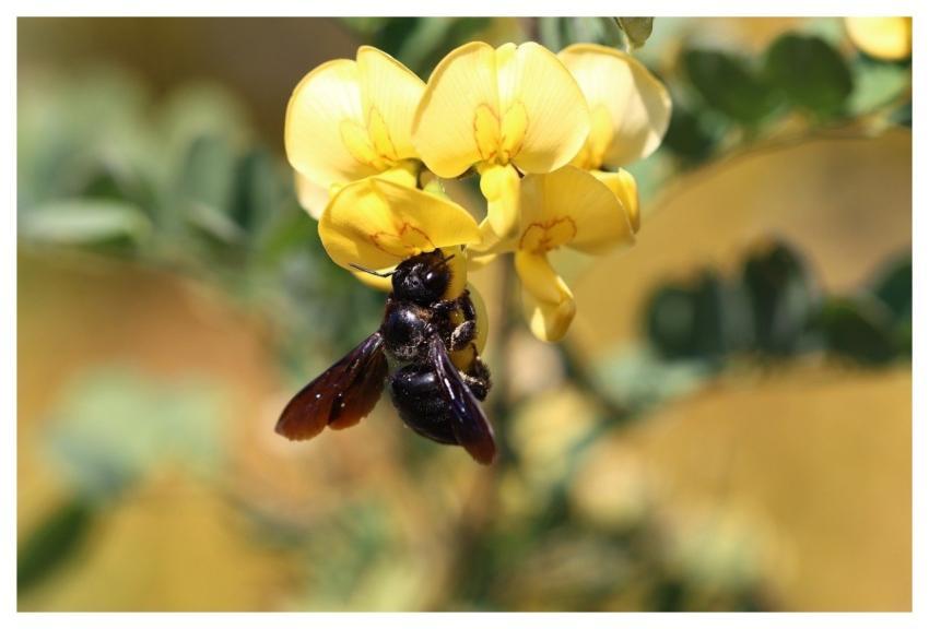 Bee Insect Flower Flower Background