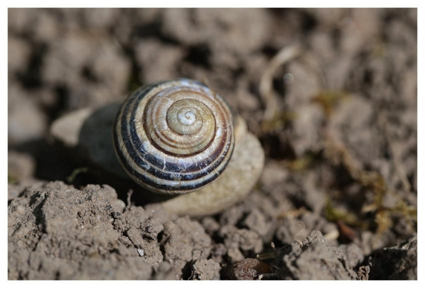 Snail Snail Shell Macro Nature