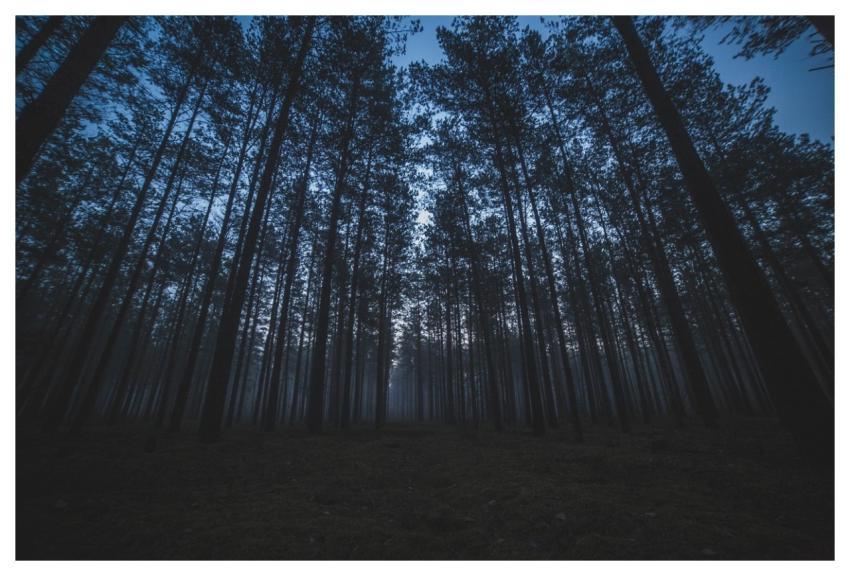 Forest Trees Nature Landscape