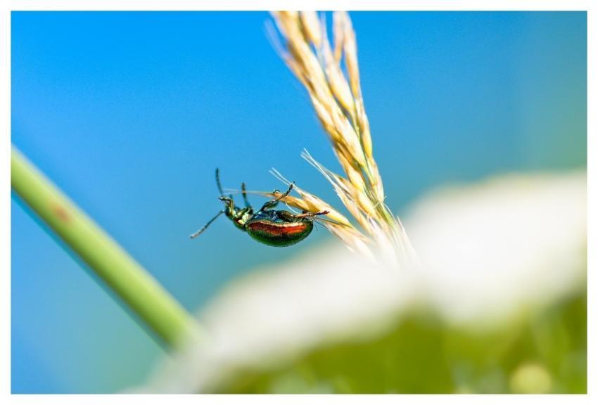 Rose Beetle Insect Beetle Plant