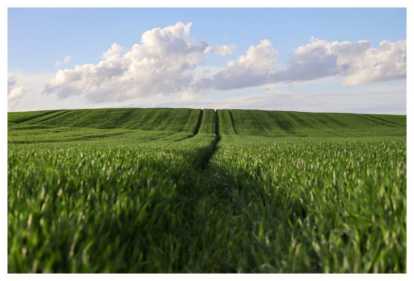 Wheat Wheatfield Agriculture Nature