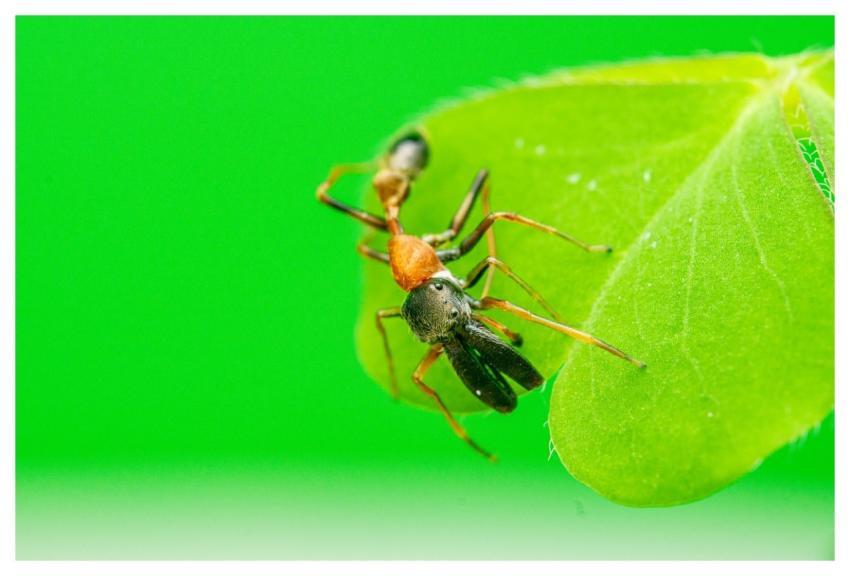 Animal Wildlife Nature Spider