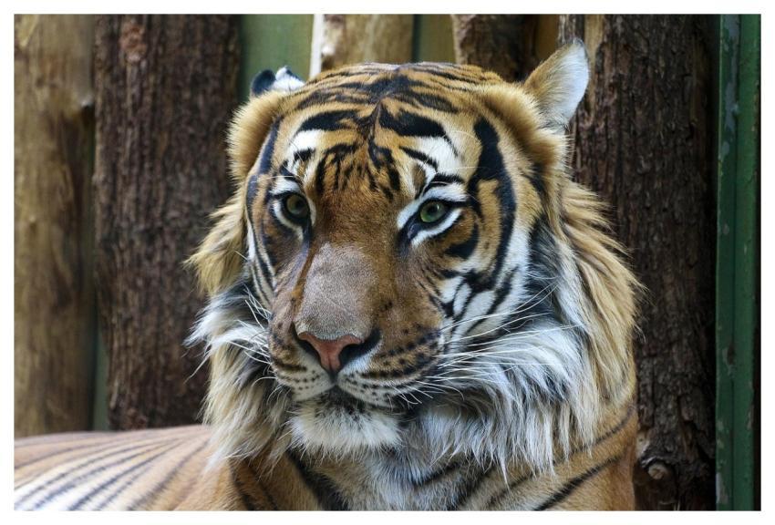 Animal Tiger Portrait Zoo