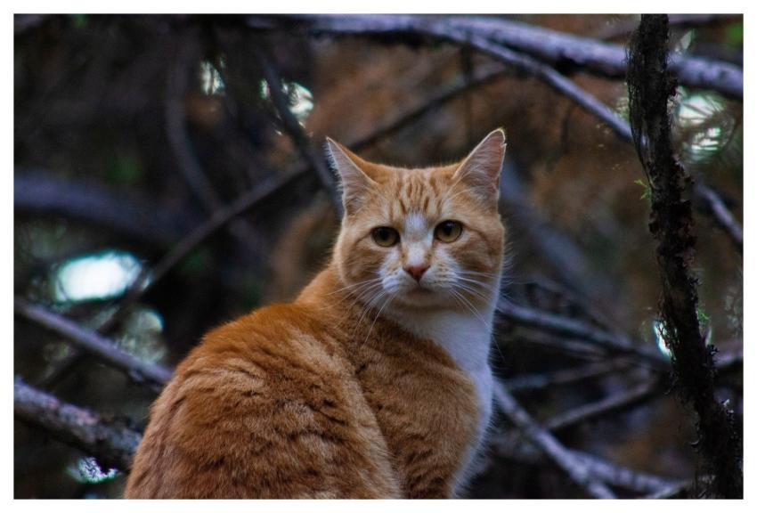 Pet Cat Animal Nature