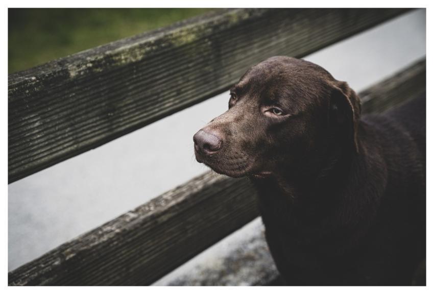 Dog Labrador Animal Pet