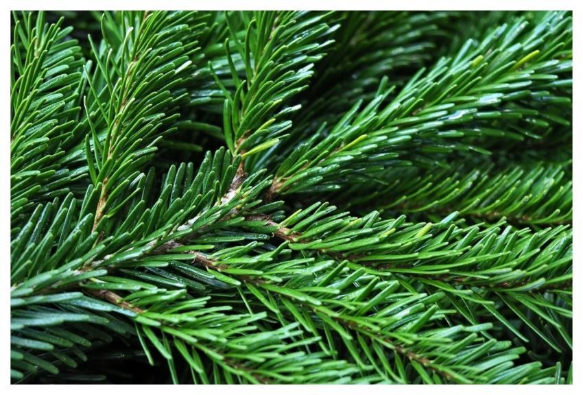 Fir Tree Needles Conifer Branch