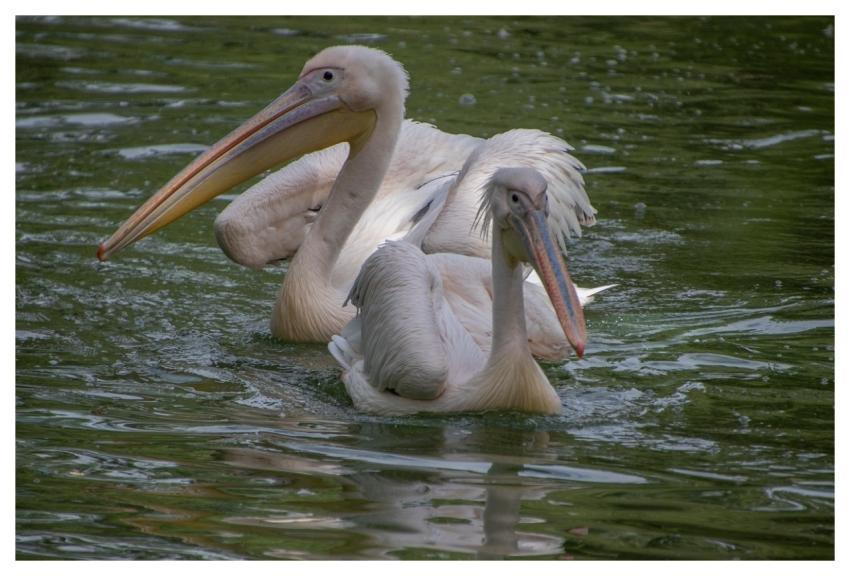 Pelican Animals Waterfowls Ornithology