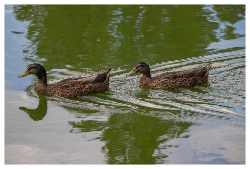 Mallard Ducks Waterfowls Birds