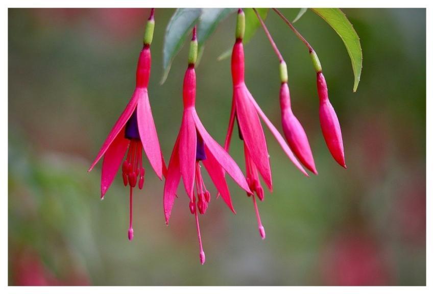 Fuchsia Flower Red Nature