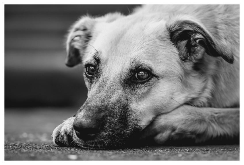 Dog Animal Domestic Animal Nature